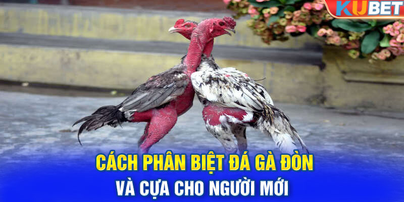 Cách phân biệt đá gà đòn và cựa cho người mới