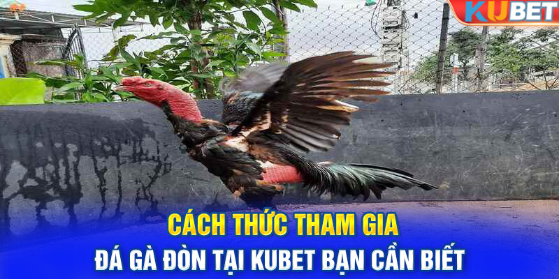 Cách thức tham gia đá gà đòn tại KUBET bạn cần biết