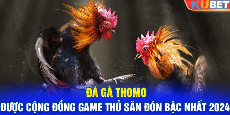 Đá gà thomo được cộng đồng game thủ săn đón bậc nhất 2024