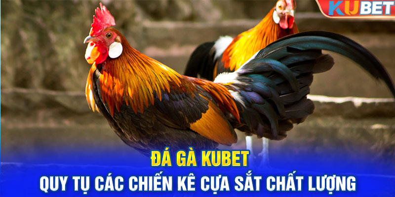 Đá gà KUBET quy tụ các chiến kê cựa sắt chất lượng