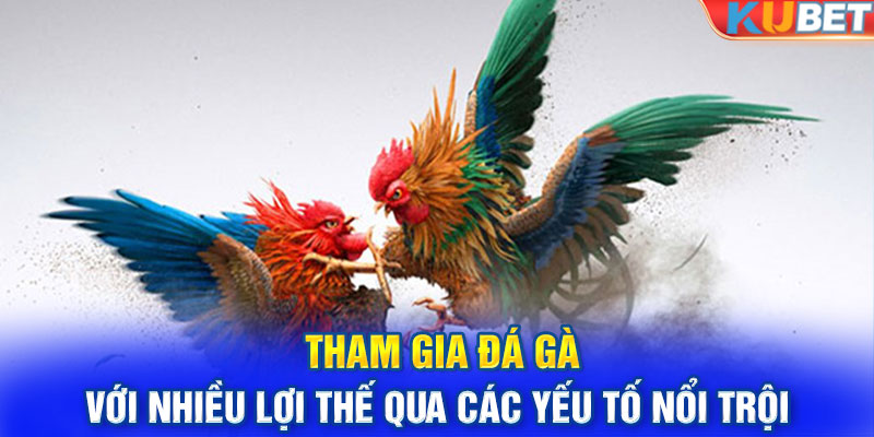 Tham gia đá gà với nhiều lợi thế qua các yếu tố nổi trội 