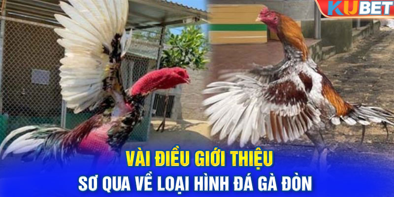 Vài điều giới thiệu sơ qua về loại hình đá gà đòn 